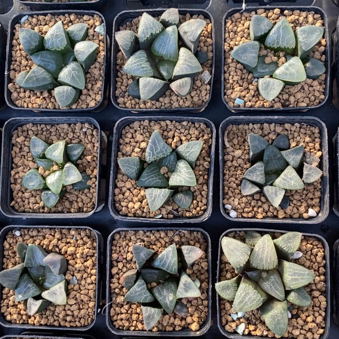 2811 一颗实生大克苗 高货 元旦福利