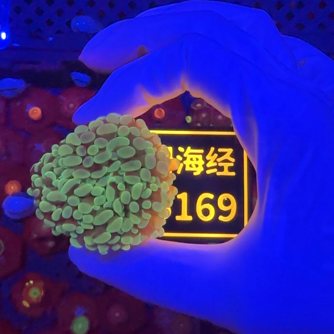 易***炸纽扣珊瑚又又不包邮榔头B169