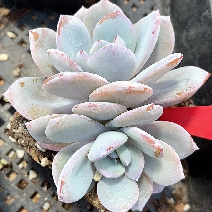 多肉植物韩版奶茶967多肉