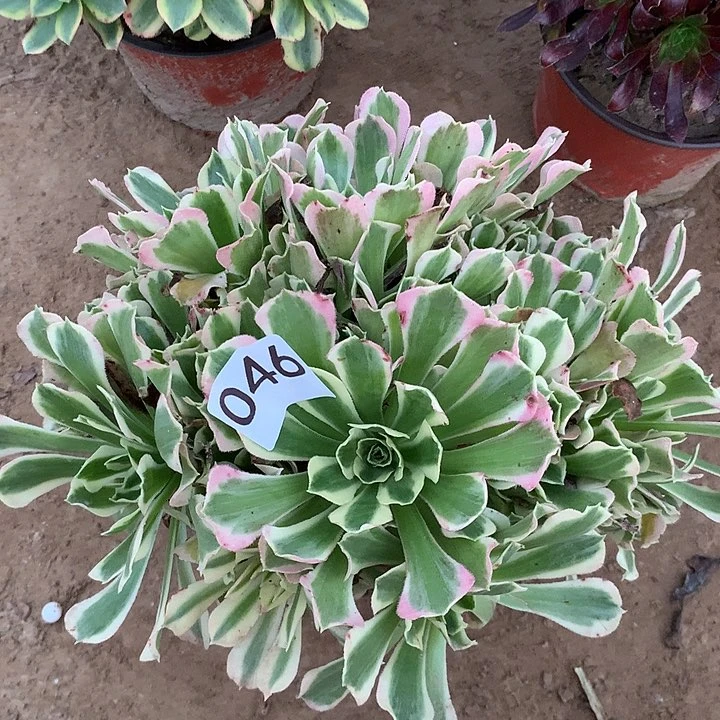 无花朵046白凤南