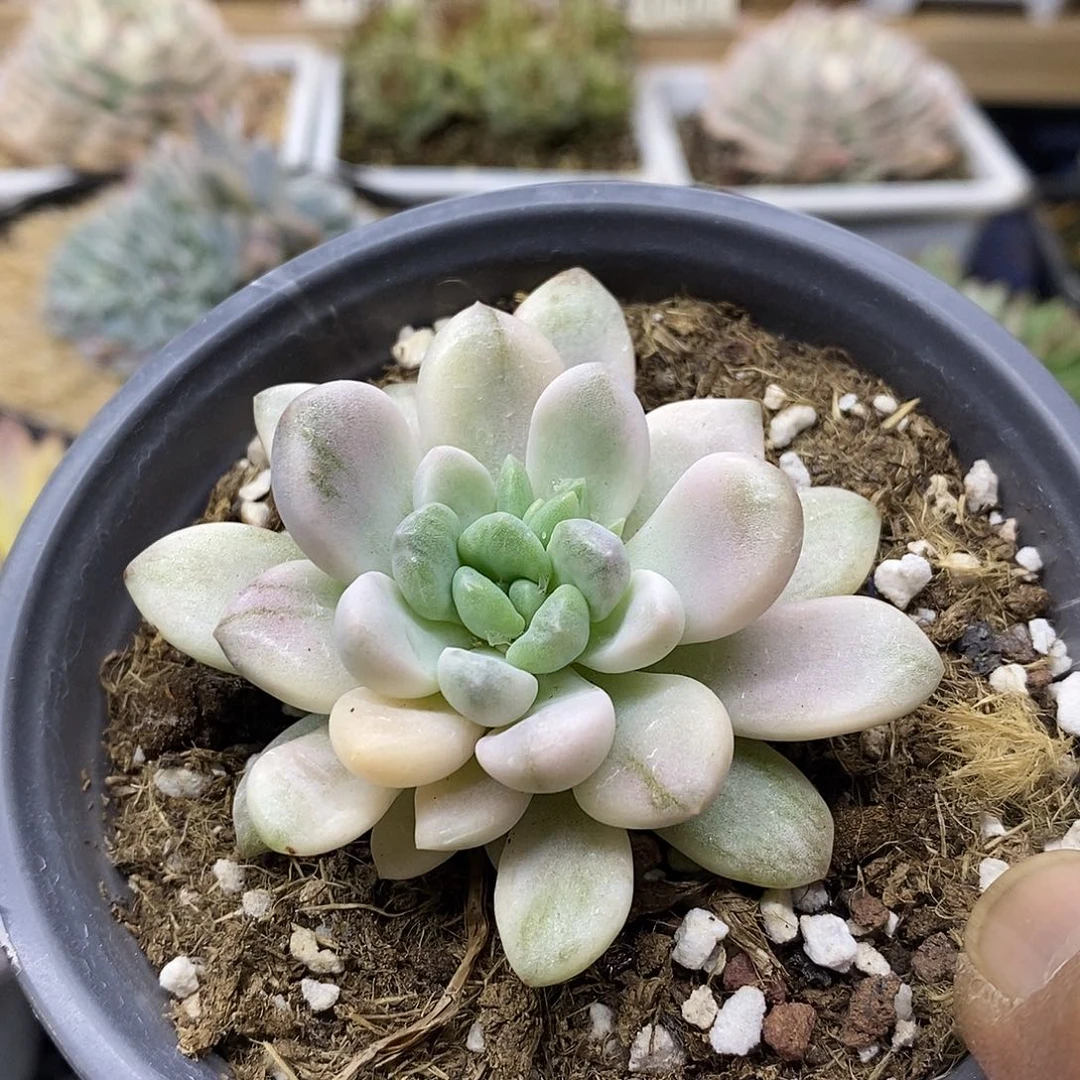 2981 花斑鹿覆轮锦 需延时发货