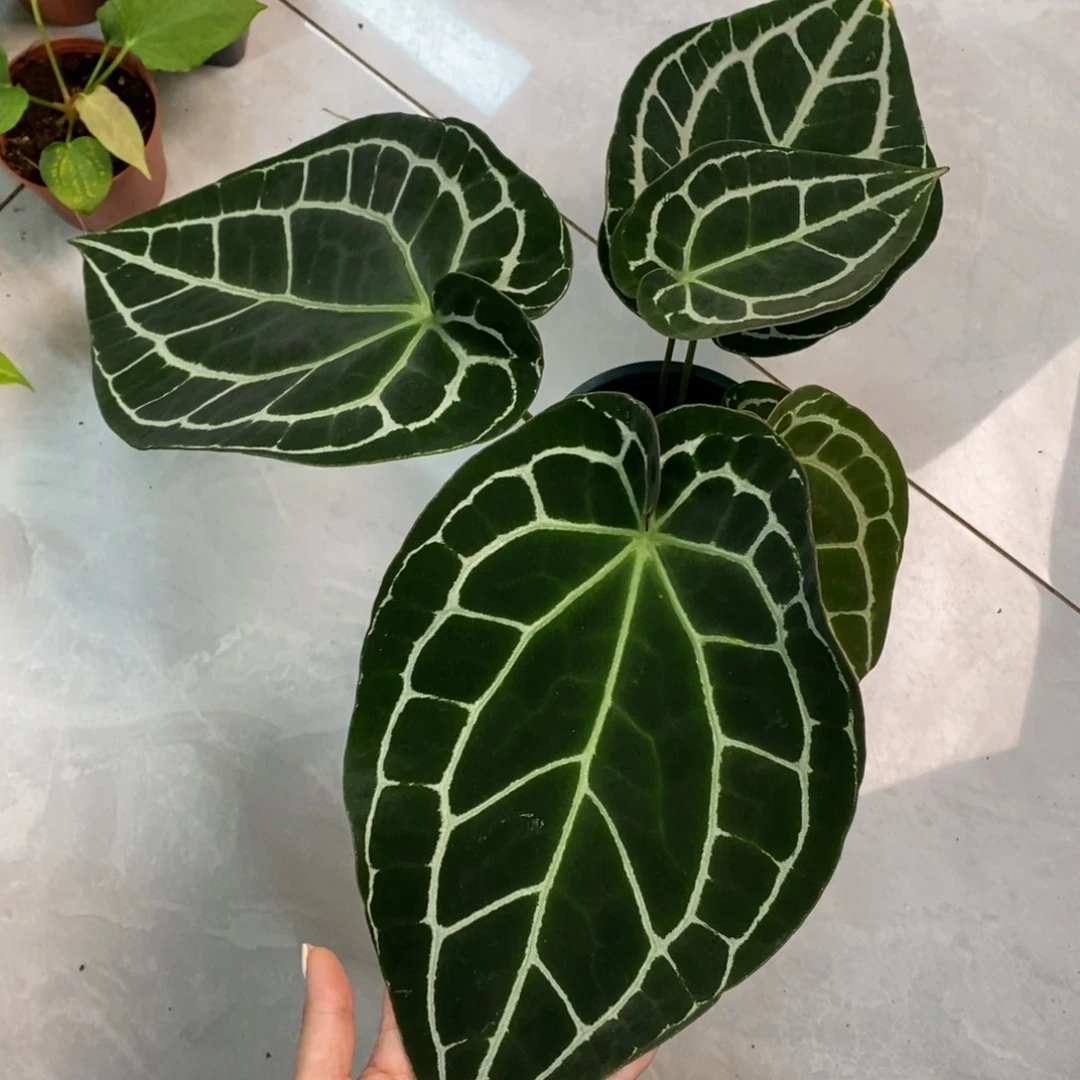 不开花植物哥伦比亚黑水晶