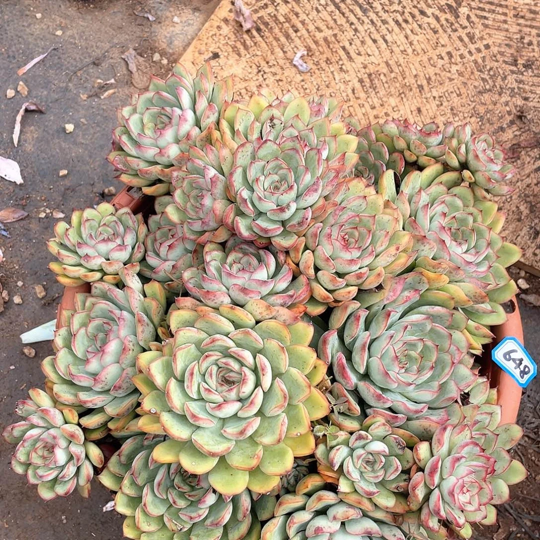 648荷花一物一拍多肉