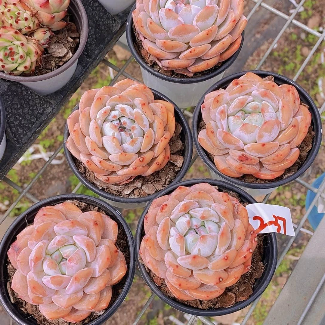 2-37- 单头微瑕墩墩橙福利一颗 慎拍