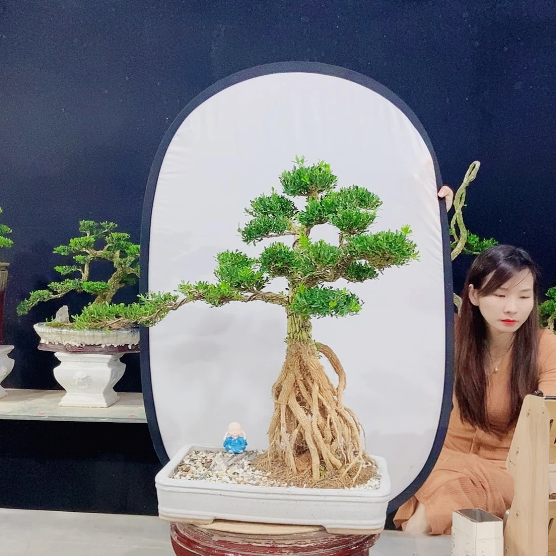 当前无花朵，栽培后可花朵