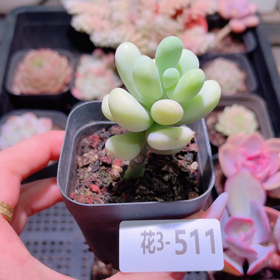 花利美3-511香蕉美人