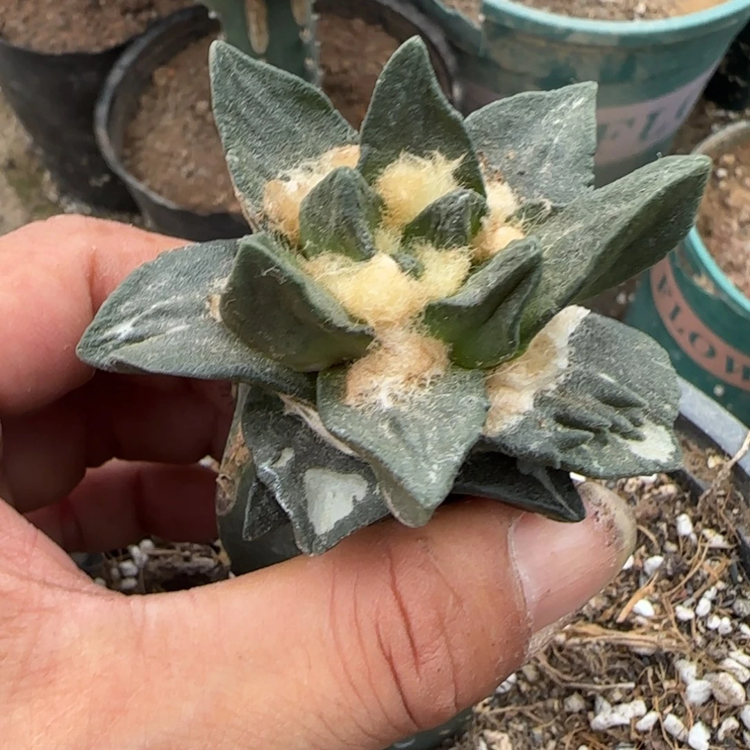 【闪购商品】无花朵成田大尤龙角749