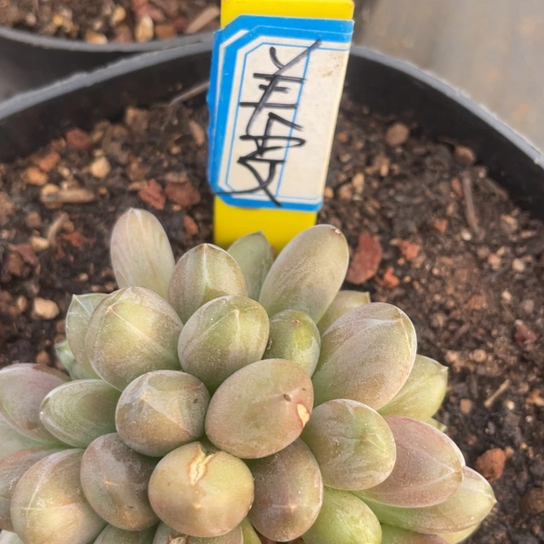 美****?姐姐说要不就是个