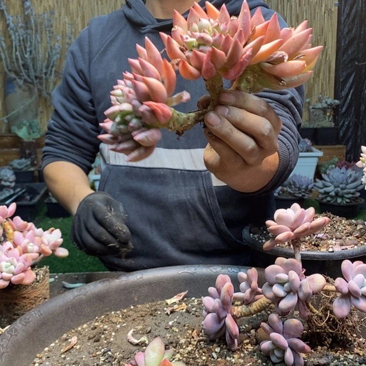 小****23号米其林多肉植物