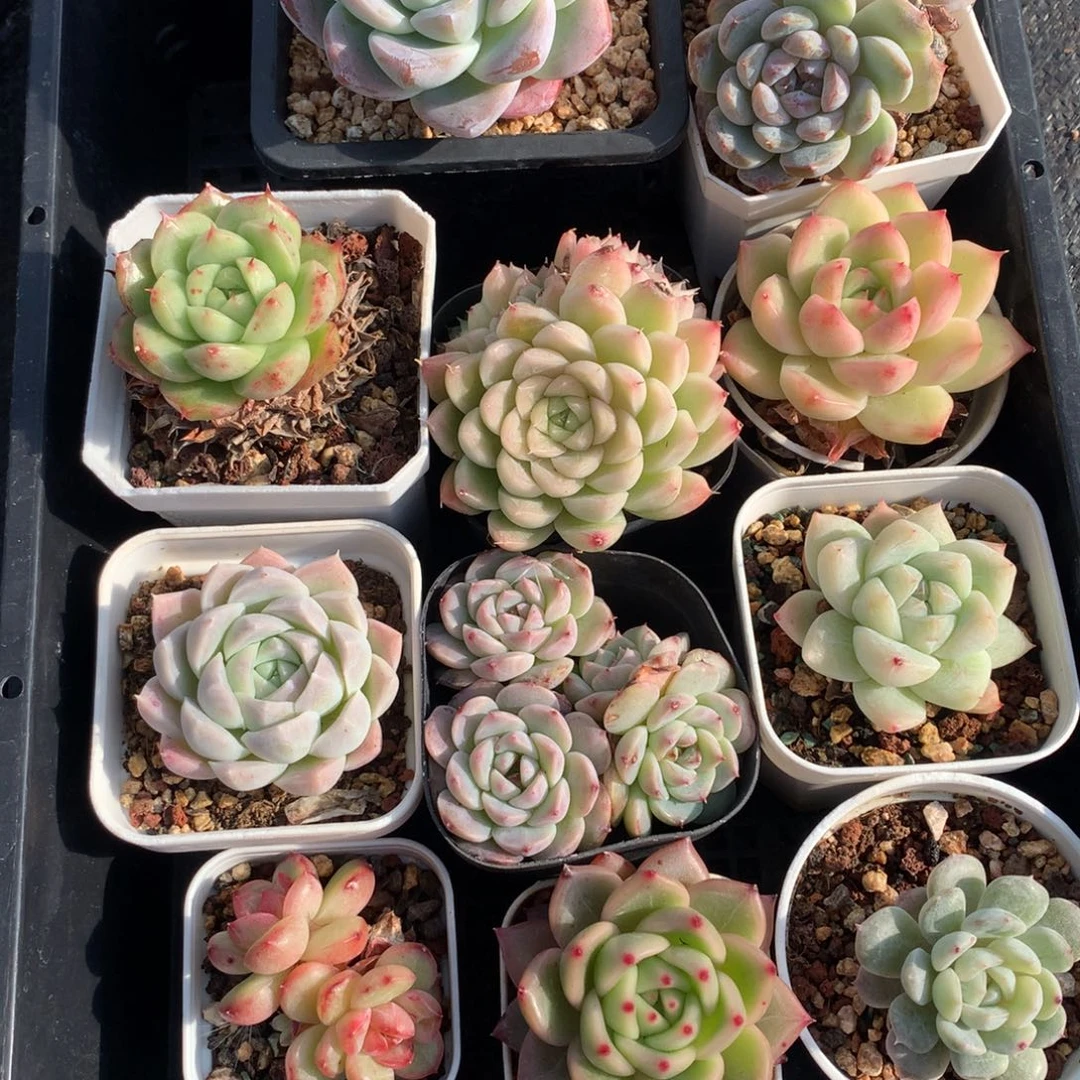 1220-14 套餐一组
