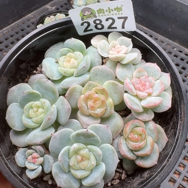 多肉植物多肉植物