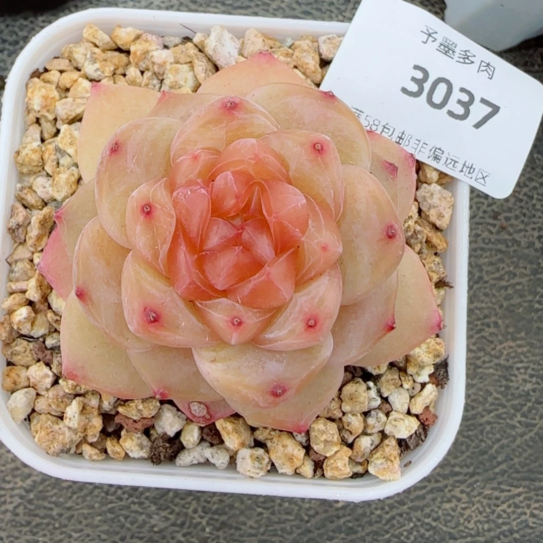橘糖，3037多肉植物