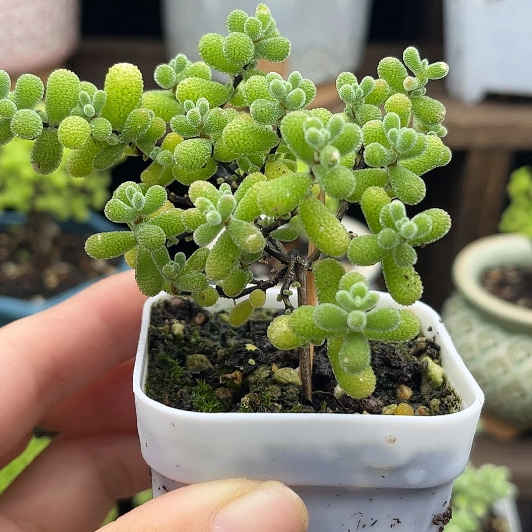 14翡翠优选枝干番杏