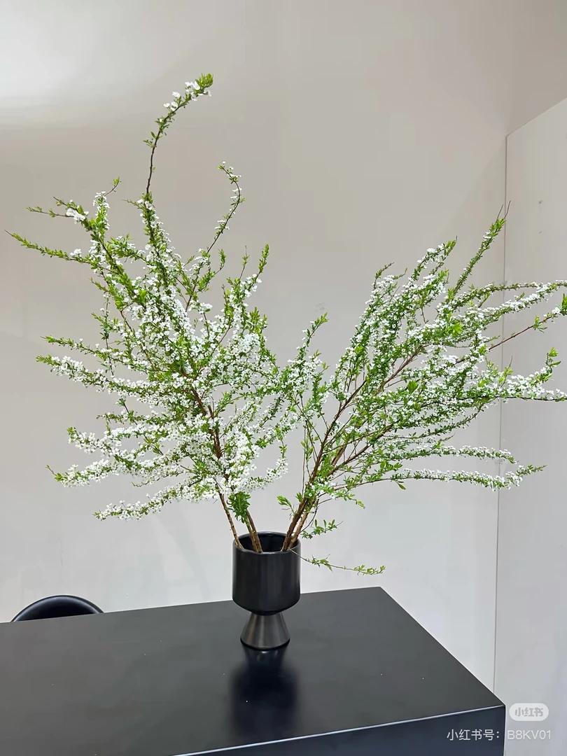 爆花雪柳鲜切花1束 花苞超多