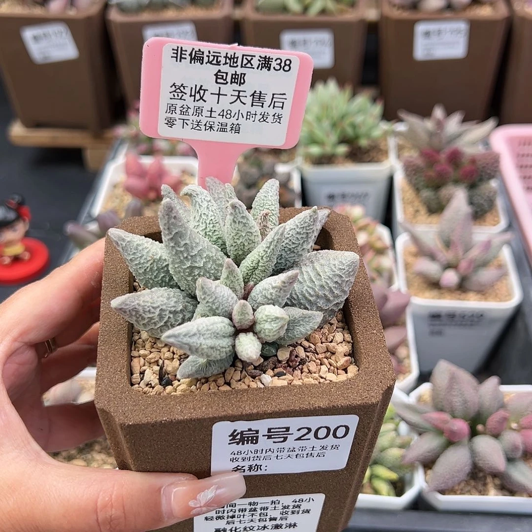 宽*200融冰多肉植物