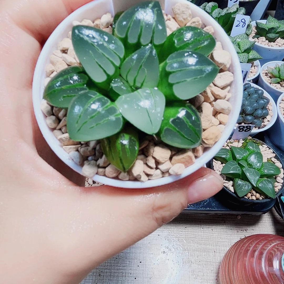 翠虎多肉植物6666