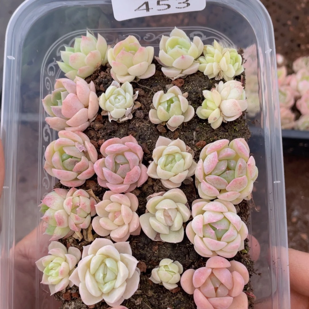云糖心多肉植物453