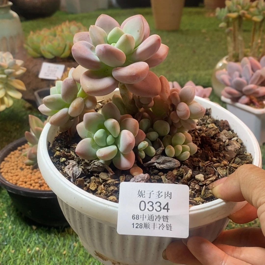 红洛神0334asaaasaaa