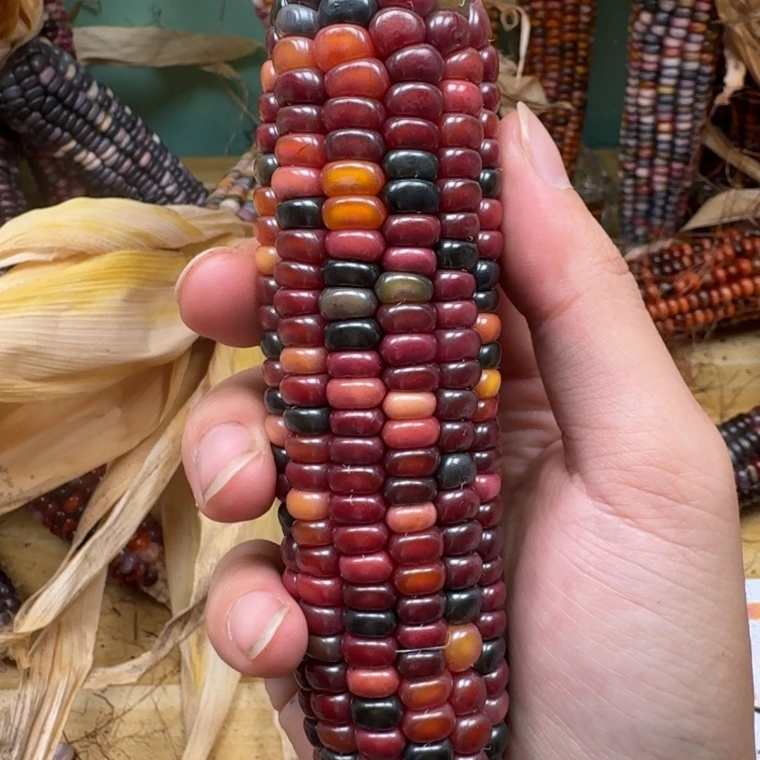 東***～柏香籽/百香籽吊坠