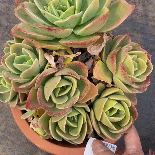 @*，星娜塔15032多肉