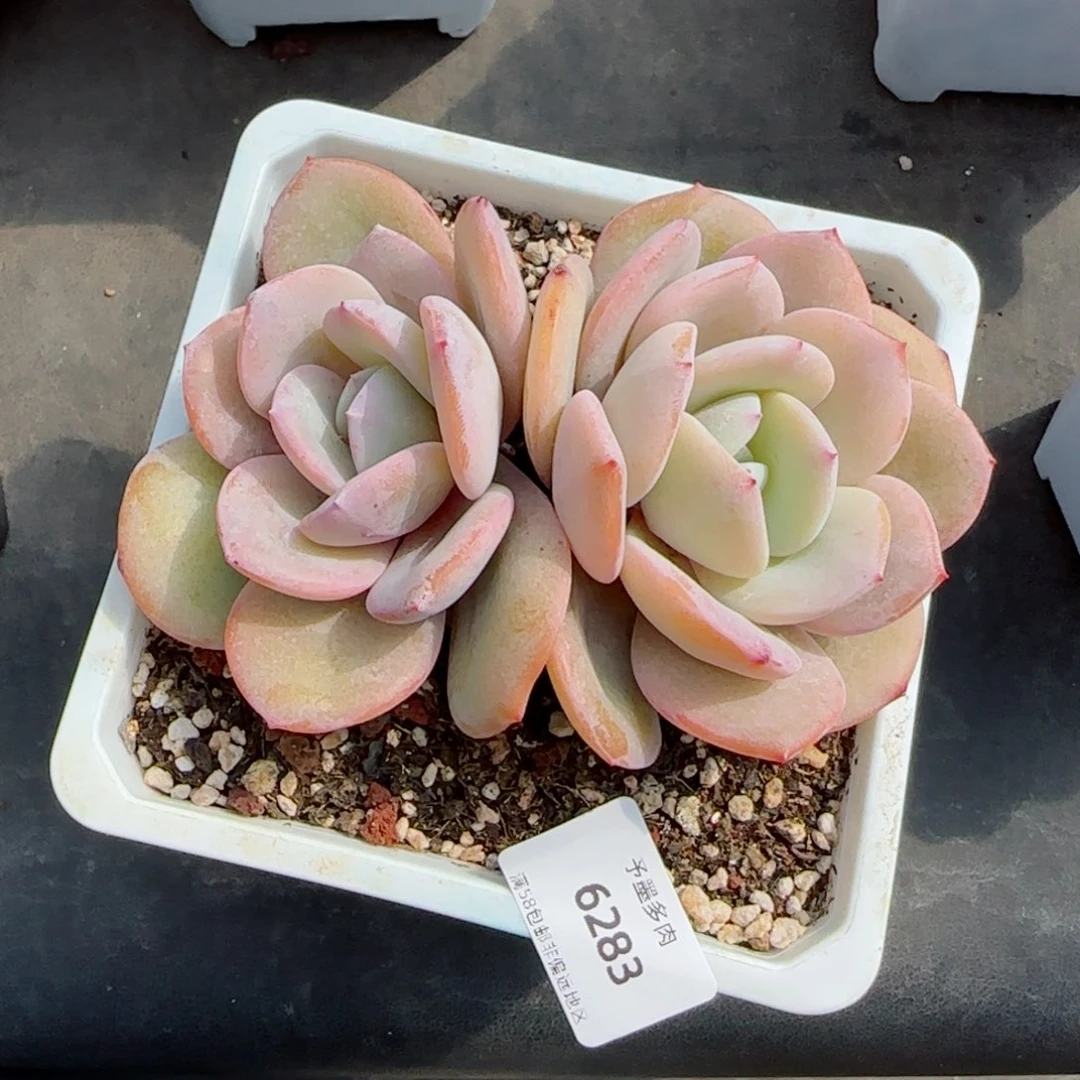 奶茶，6283多肉植物
