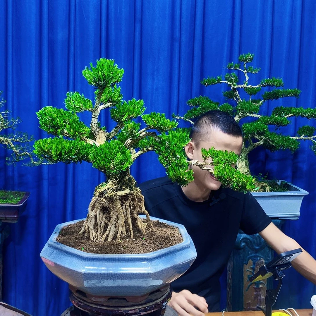 风***沙无花朵黄杨盆景一物一拍