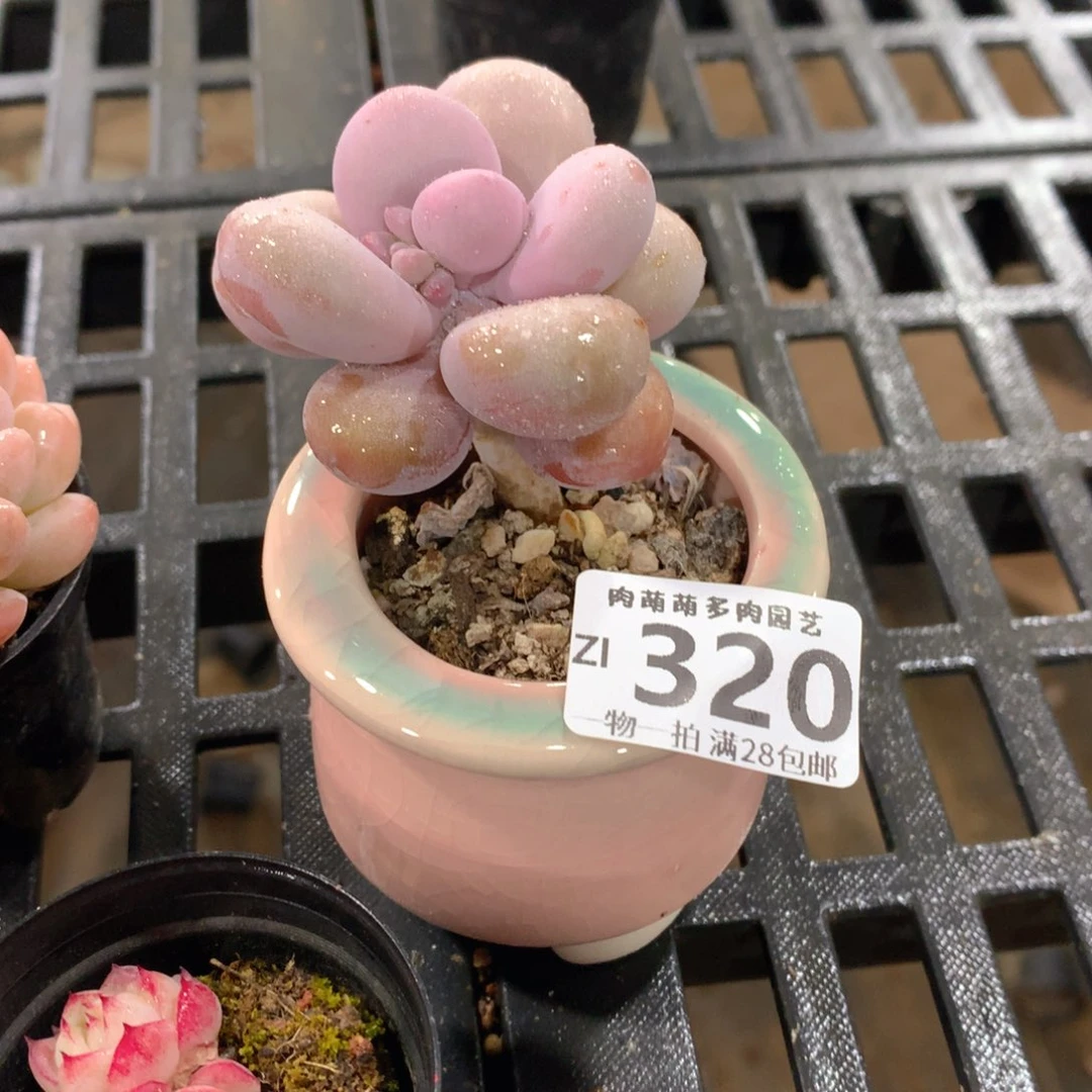 肉萌萌拇指盆精控多肉ZI320