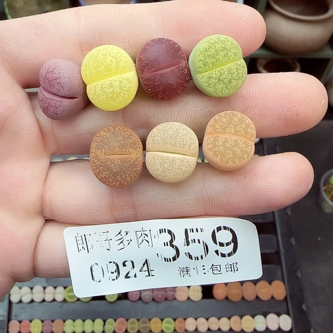 戴***3满满18包邮0924-359
