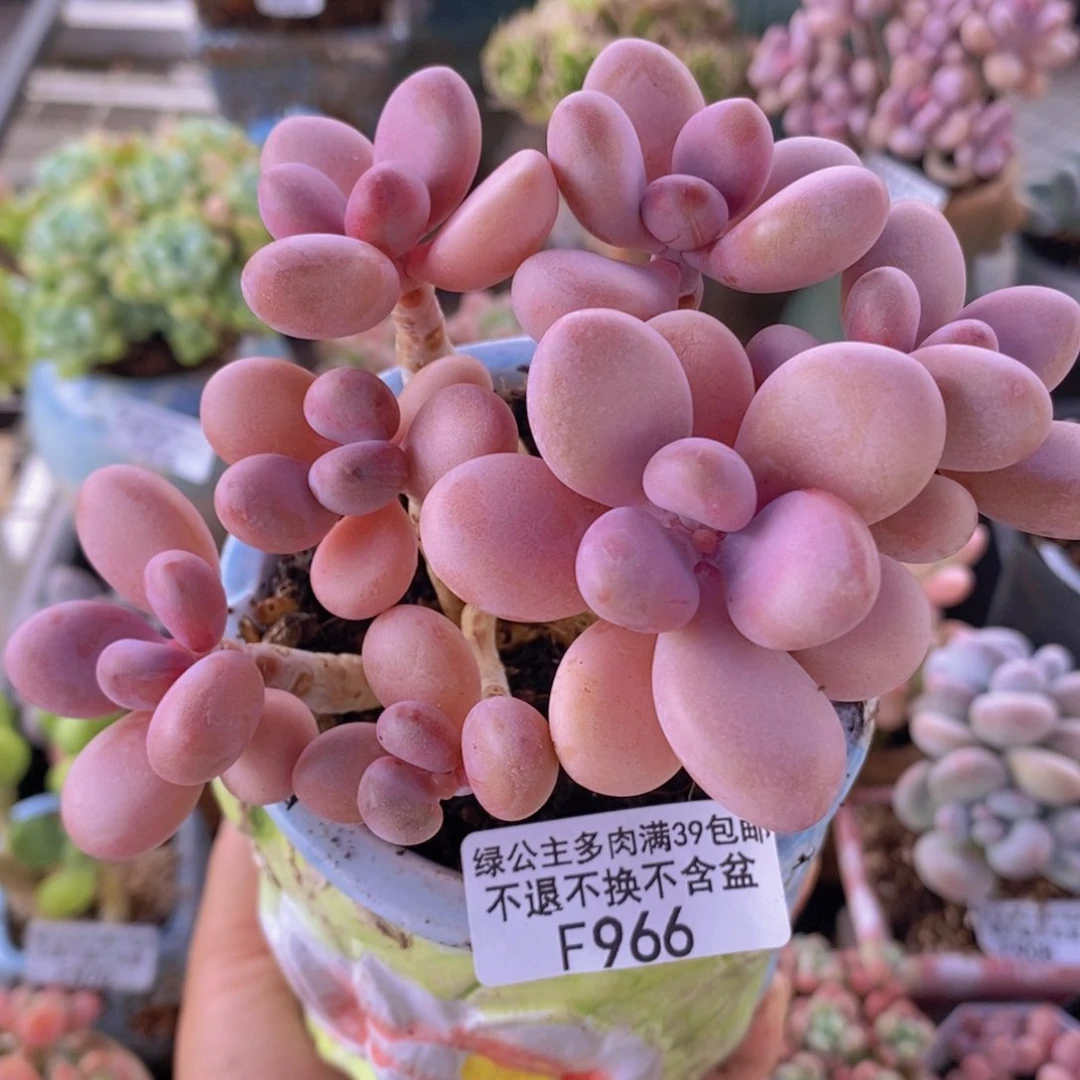 糖果桃蛋老桩12cm966多肉植物
