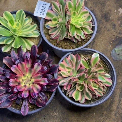 4盆多肉植物2841