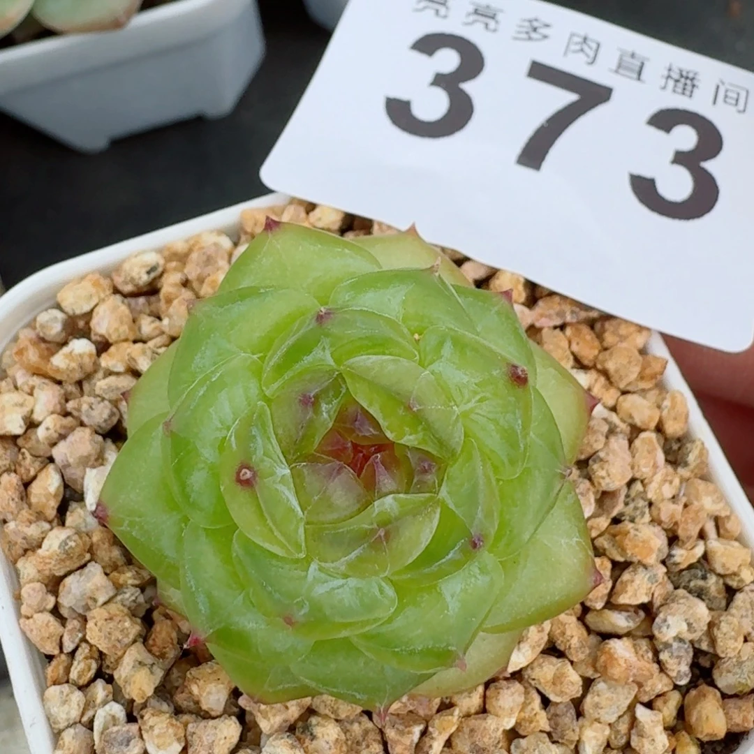 透体珍妮            精美多肉植物