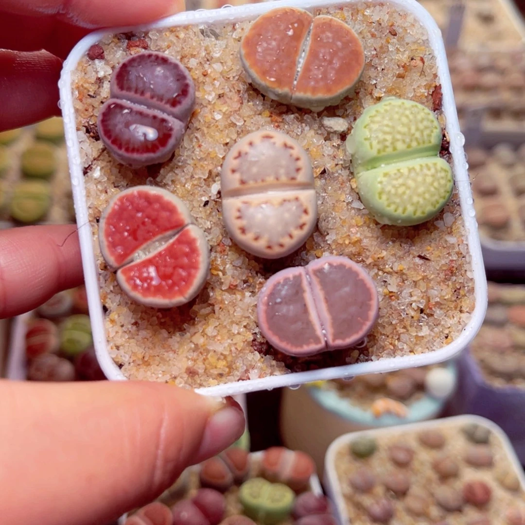 476号带盆包邮发货