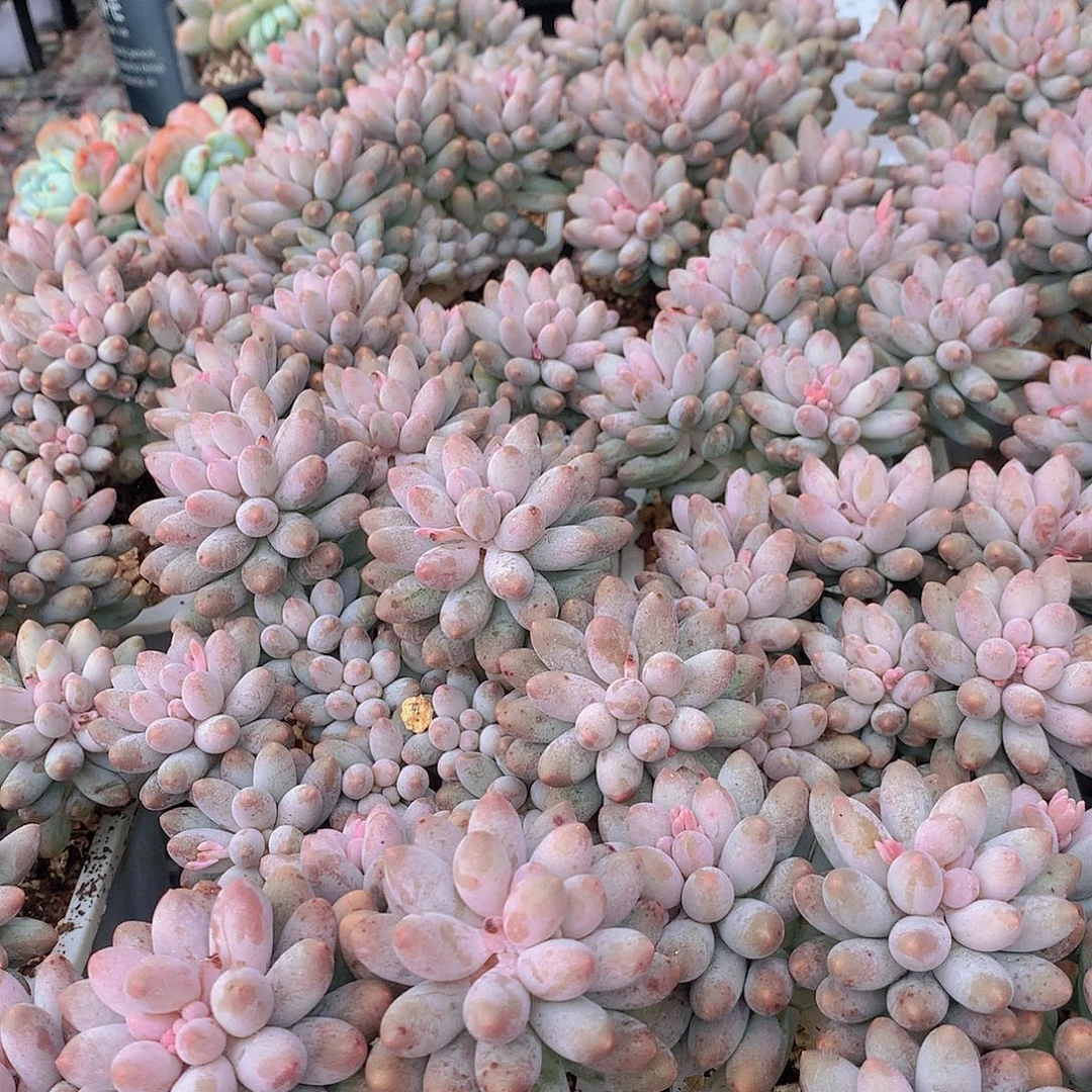优选手指35678899900000