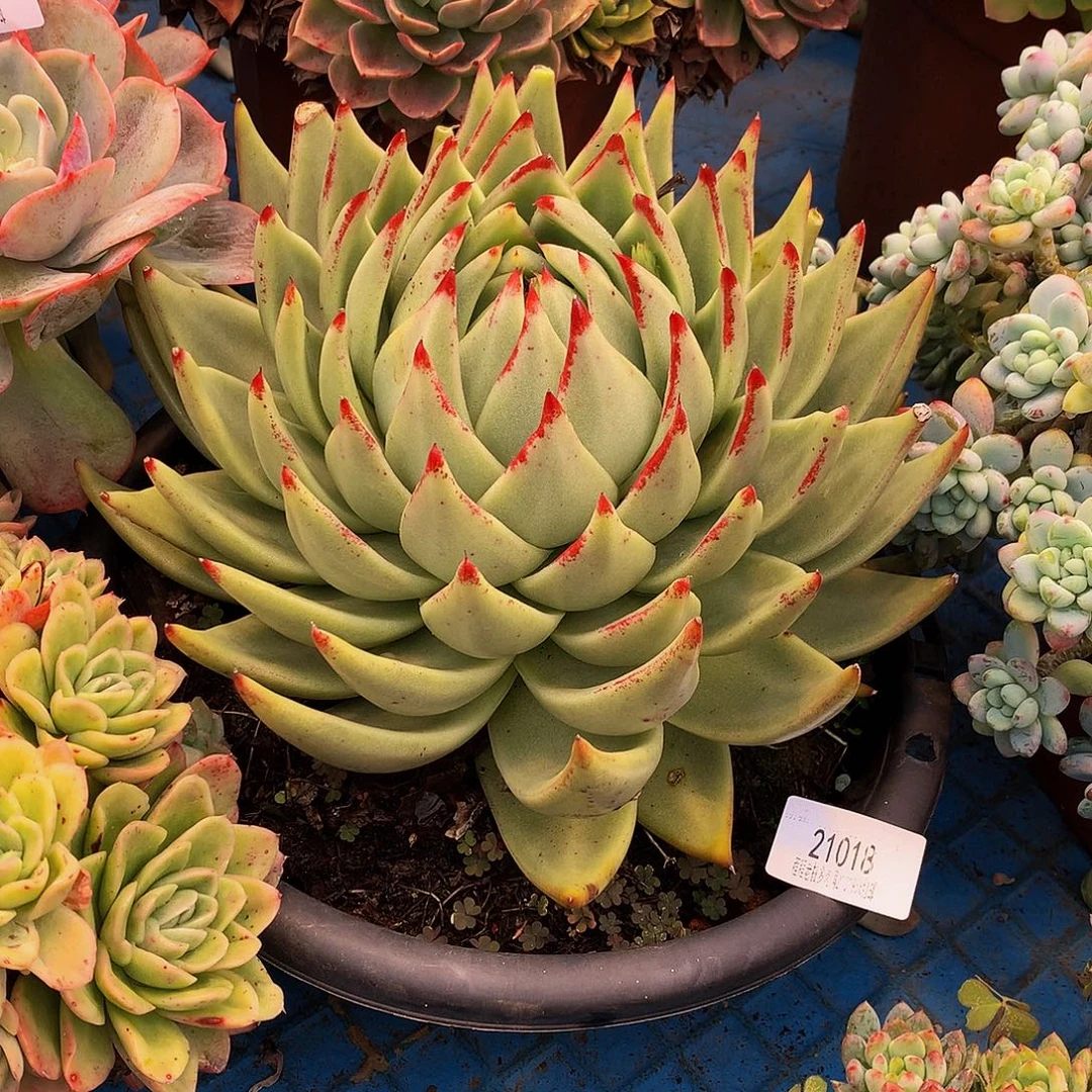 笑***乌木美宽21018多肉多肉