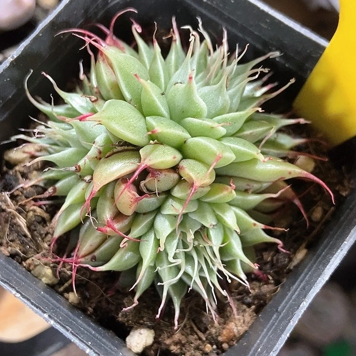 多肉植物613多肉