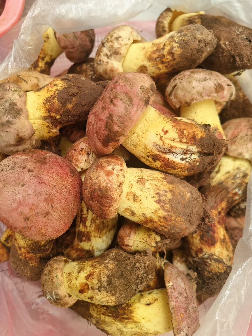 云南野生红葱粉菌牛肝菌新鲜美味的食用山珍