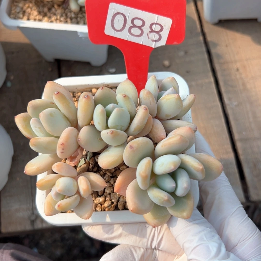 无花朵珍舞11111111111