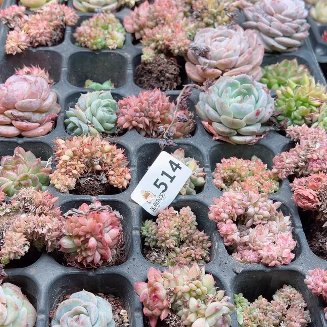 芽*多肉植物多肉植物