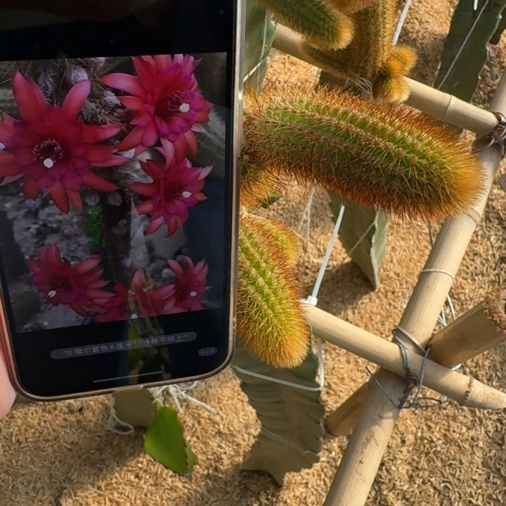 225垂吊金妞魔尔紫无根侧牙6公分左右