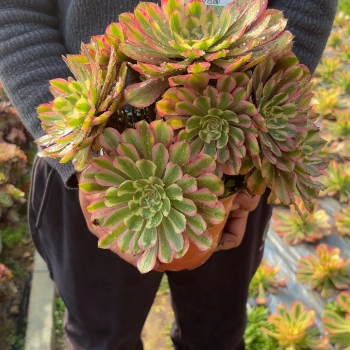 瑞妈，，。。。。291黄花梨，
