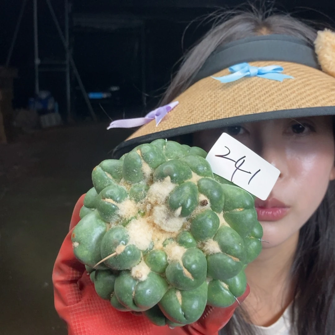 241 一物一拍仙人球