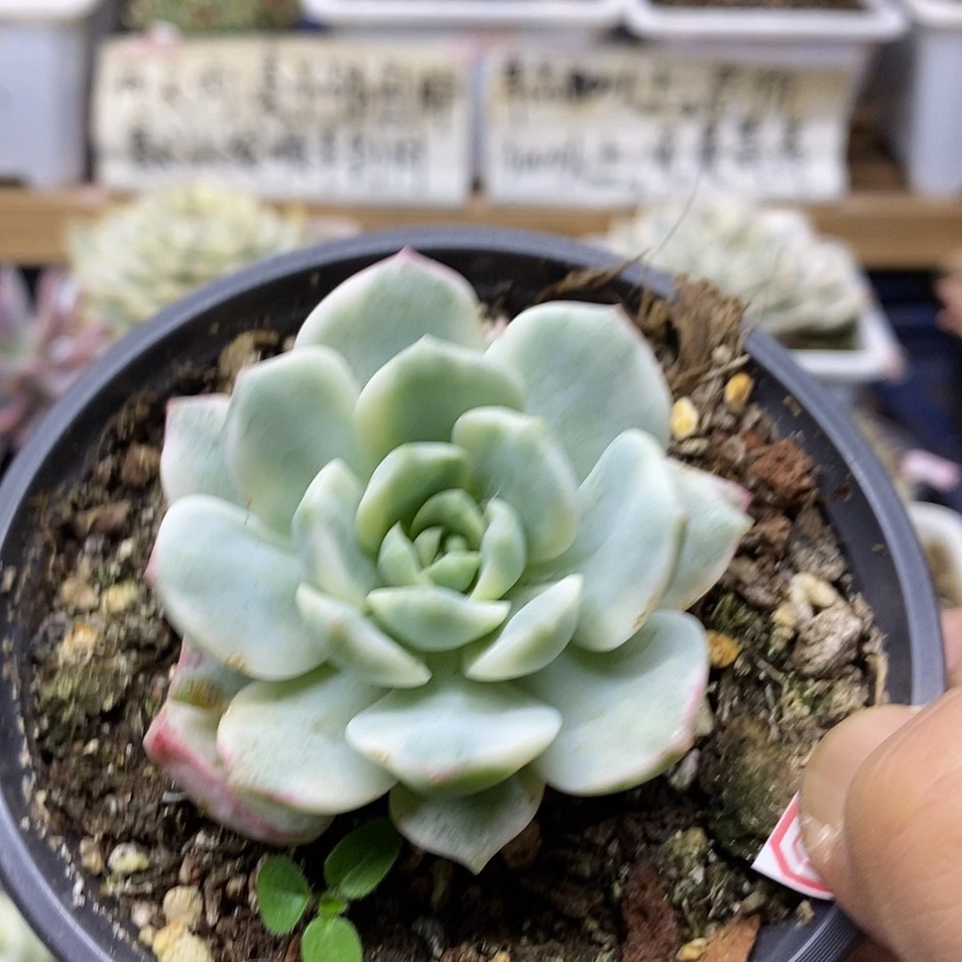 26144 香草锦多肉