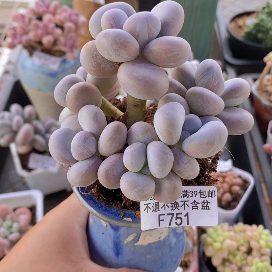 芭比奶洛9cm751多肉植物
