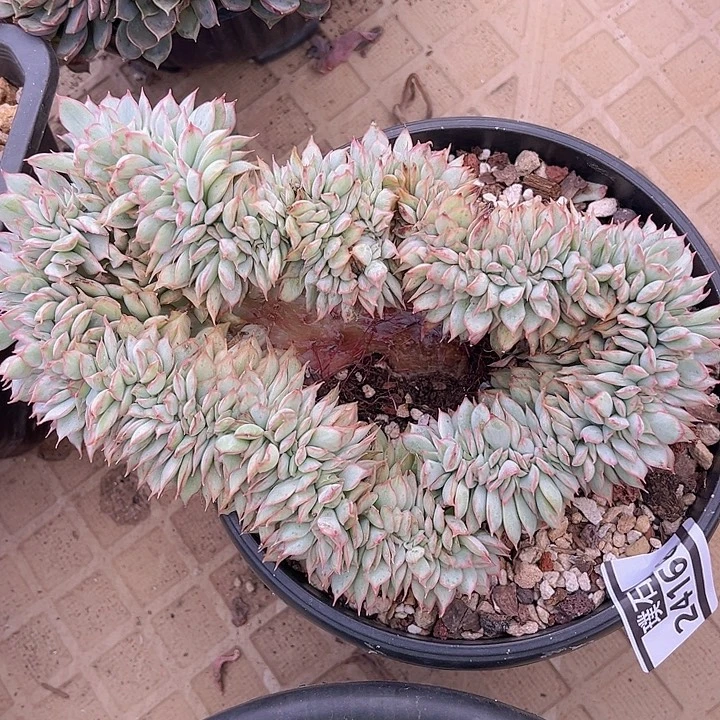 月光女神锦缀24166多肉植物