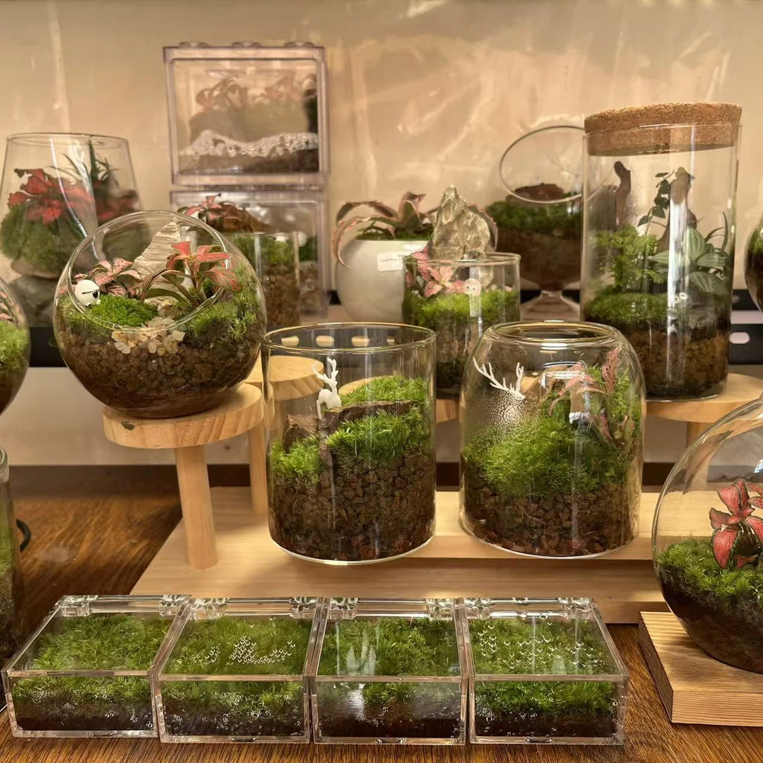 苔藓微景观系列4（一物一拍，乱下单按同系列随机发货）