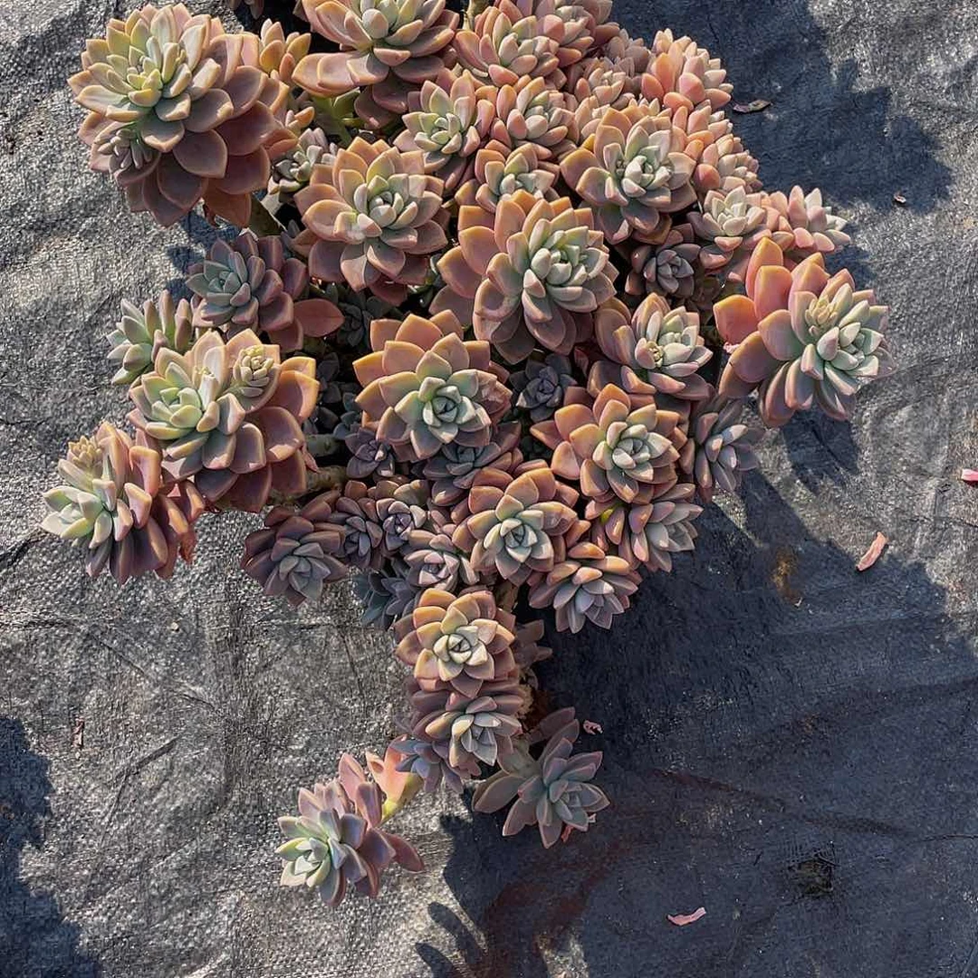 是**哈淡雪多肉植物大群