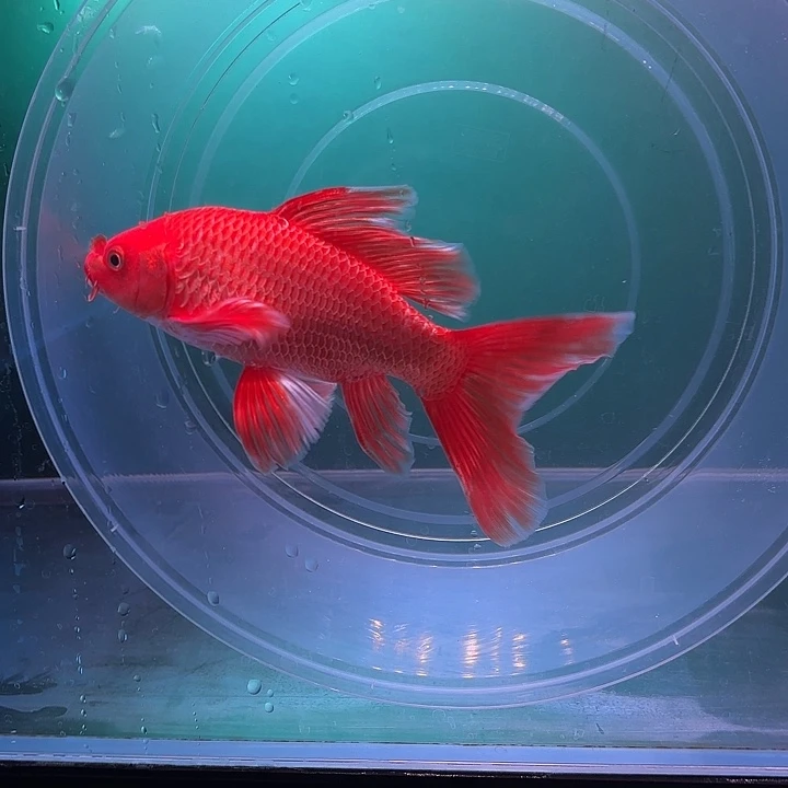 蝴蝶鲤鱼40号蝴蝶鲤 手鳍微卷