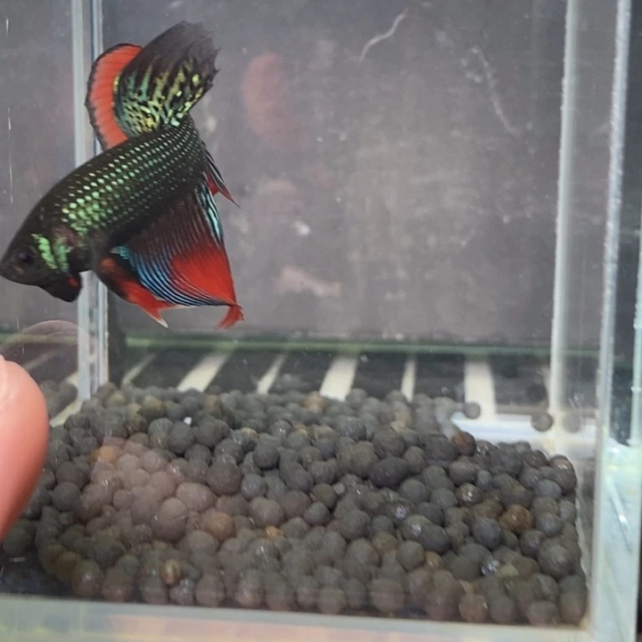 斗鱼泰国斗鱼545号