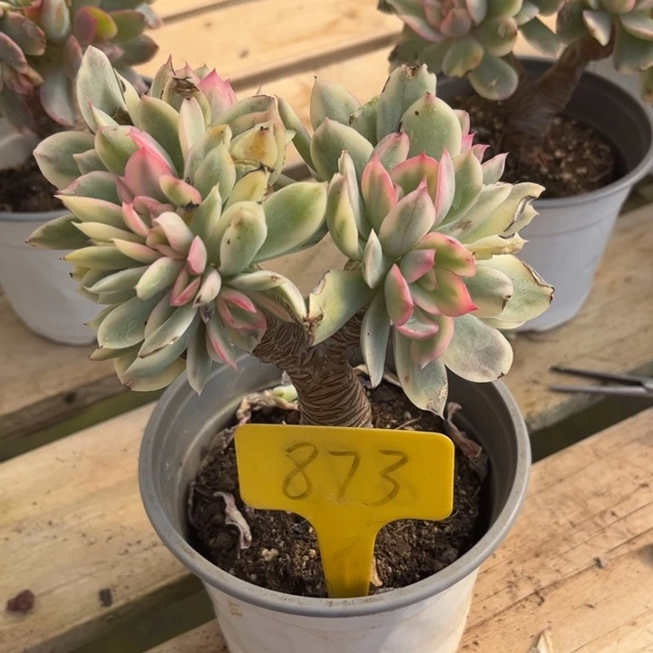 ࿐***࿐绮罗锦多肉植物8 7 3