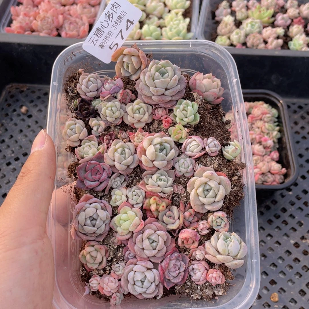 云糖心多肉植物574